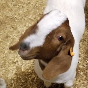 Meet your Posher, Madelyn